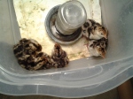 Turkey chicks! Papa hatched these in his incubator for a friend.